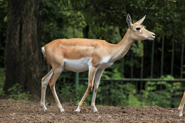 Indian blackbuck (Antilope cervicapra).