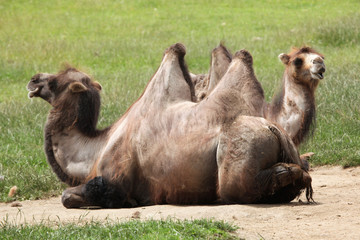 Fototapeta premium Bactrian camel (Camelus bactrianus).