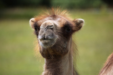 Bactrian camel (Camelus bactrianus).