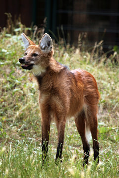 Fototapeta Maned wolf (Chrysocyon brachyurus).