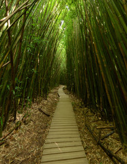 Pipiwai Trail Bamboo Forest