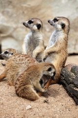 Fototapeta premium Meerkat (Suricata suricatta), also known as the suricate.
