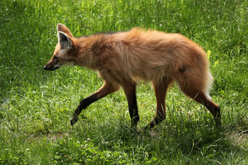 Naklejka premium Maned wolf (Chrysocyon brachyurus).