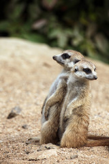 Meerkat (Suricata suricatta), also known as the suricate.