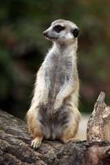 Meerkat (Suricata suricatta), also known as the suricate.
