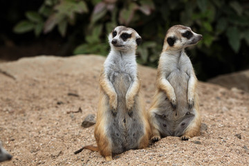 Meerkat (Suricata suricatta), also known as the suricate.