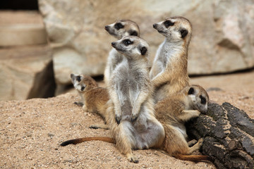 Meerkat (Suricata suricatta), also known as the suricate.