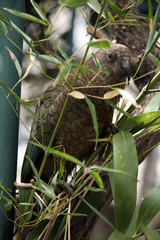 Kea (Nestor notabilis).