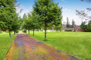 Lovely walkway lined with trees and grass.