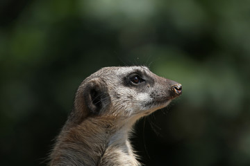 Meerkat (Suricata suricatta), also known as the suricate.