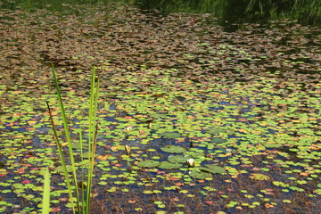 Teichrosen im Biotop