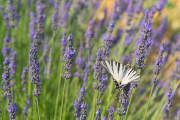 Old World swallowtail butterfly on Lavender