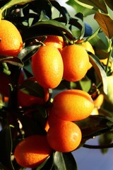 kumquat staemmchen I