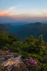 The Rhododendron spring blooms on top of Hawksbill Mountain at the Linville Gorge Wilderness Area. 
