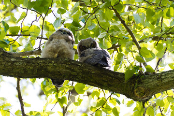 Young Great Horned Owl
