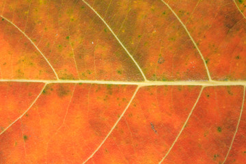 Jackfruit Leaf Texture.