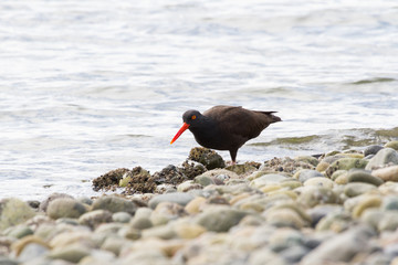 Black Oystercatcher