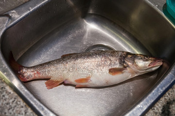 Northern pikeminnow