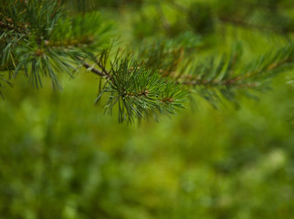 Fototapeta na wymiar Pine branch close up after rain on blurred background