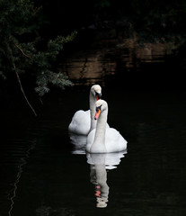 Fototapeta premium Mute Swan