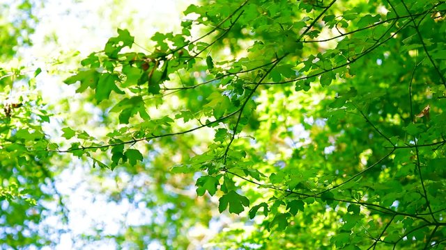 Young Branch Hawthorn In Spring Forest