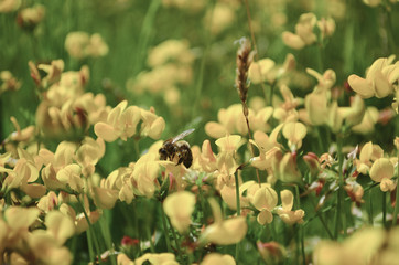 Flowers on the field and bee