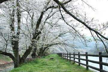 散り始めの桜/花びらが散りかけた桜