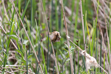 Marsh Wren