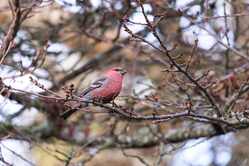 Pine Grosbeak