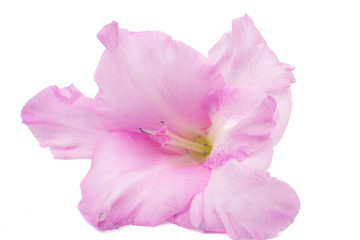 gladiolus flower closeup