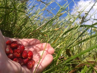 A handful of wild strawberries in the palm