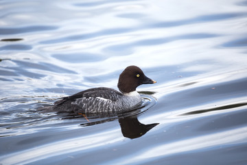 common goldeneye