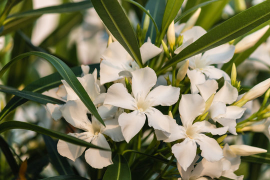 close up of white oleander flowers in bloom
