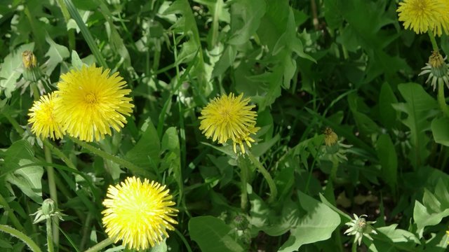 Dandelion field