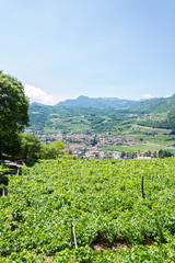 Fototapeta na wymiar Italian north landscape with vineyards near the Garda Lake