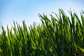 Young wheat field