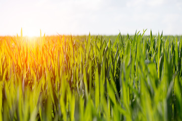 Fototapeta premium Sunset above young wheat field