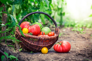 Healthy tomatoes in greenhouse