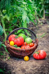 Healthy tomatoes in wicker basket