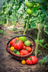 Juicy tomatoes in wicker basket