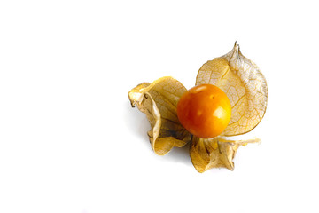 Physalis single shot from above on a white background