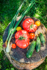 Healthy vegetables in sunny day