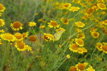 カモミールの花畑にチョウ