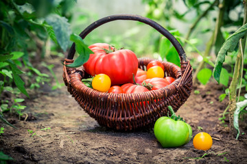 Tomato taken from the garden