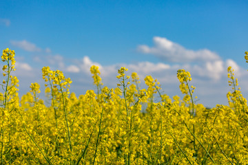 Colza flowers