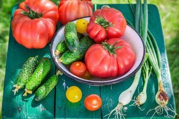 Colorful vegetables in sunny garden