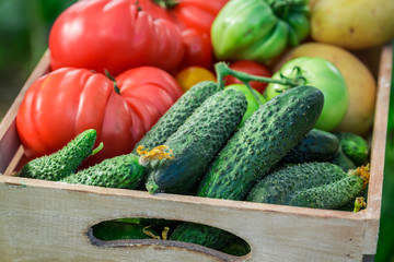Fresh vegetables in greenhouse