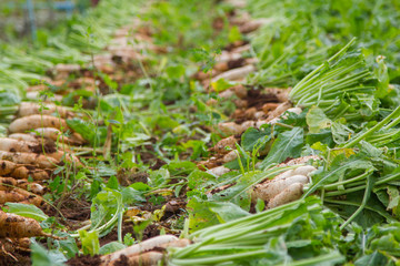 Radishes