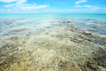 Fototapeta na wymiar Clear sea and beautiful reef, Okinawa, Japan