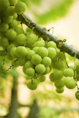 Thailand gooseberry fruit